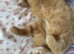 WENDY and Peter - Domestic Cat For Adoption - TN&comma; US