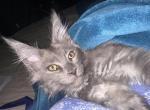 Fraidies - Maine Coon Kitten For Sale - Adams Run&comma; SC&comma; US