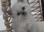 Jasper - Domestic Kitten For Adoption - Battle Ground&comma; WA&comma; US