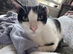 Montero or Monte and Primrose - Domestic Cat For Adoption - TN&comma; US