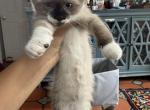 Morgana La Fe - Snowshoe Kitten For Sale - Staten Island&comma; NY&comma; US