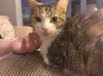 Primrose or Prim and Montero - Domestic Cat For Adoption - TN&comma; US