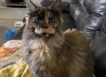 Ophelia Tortiose Shell - Maine Coon Kitten For Sale - Roseboro&comma; NC&comma; US