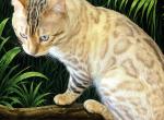 Snow Seal Lynx Bengals Blue eyes - Bengal Kitten For Sale - Marysville&comma; WA&comma; US