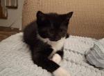 Max - Maine Coon Kitten For Sale - Gardner&comma; MA&comma; US