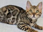 Zipsy - Bengal Kitten For Sale - Pembroke Pines&comma; FL&comma; US