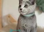 Nela - Russian Blue Kitten For Sale - Hollywood&comma; FL&comma; US