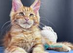 Sirius Emberstar - Maine Coon Kitten For Sale - Hollywood&comma; FL&comma; US