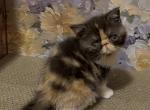 Cannoli - Exotic Kitten For Sale - Syracuse&comma; NY&comma; US