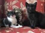 Oreo - Domestic Kitten For Sale - Huntly&comma; VA&comma; US