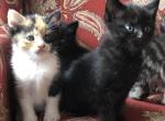Midnight - Domestic Kitten For Sale - Huntly&comma; VA&comma; US