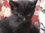 Charcoal - Domestic Kitten For Sale - Huntly&comma; VA&comma; US
