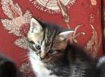 Tiger - Domestic Kitten For Sale - Huntly&comma; VA&comma; US