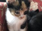 Calico - Domestic Kitten For Sale - Huntly&comma; VA&comma; US