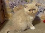 Lotus - Exotic Kitten For Sale - Syracuse&comma; NY&comma; US