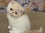 Lady Marmalade - Exotic Kitten For Sale - Syracuse&comma; NY&comma; US