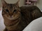 Teak - Domestic Cat For Sale - Kennesaw&comma; GA&comma; US