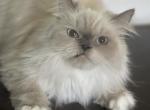 Pooh - Himalayan Cat For Sale - Rockford&comma; IL&comma; US