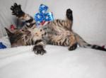 Look Tiny Lap Leopards Bengal kittens - Bengal Kitten For Sale - Davenport&comma; FL&comma; US