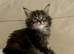 Mila - Maine Coon Kitten For Sale - Philadelphia&comma; PA&comma; US