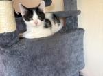 Prince - Domestic Kitten For Sale - Saint Paul&comma; MN&comma; US
