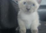 Blue point siamese boy and lunx point boy - Siamese Kitten For Sale - Algonquin&comma; IL&comma; US