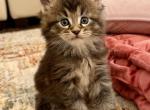Prince - Maine Coon Kitten For Sale - 