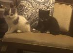 Tuxedo & Stuffed Toy - Domestic Kitten For Adoption - Chattanooga&comma; TN&comma; US