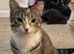 Willow - Domestic Cat For Sale - 