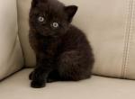 Cleo - British Shorthair Kitten For Sale - 