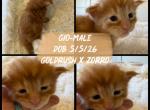 Giovanni - Maine Coon Kitten For Sale - 