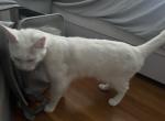 Snow - Domestic Cat For Adoption - Maywood&comma; NJ&comma; US