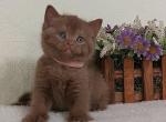British Greta - British Shorthair Kitten For Sale - Empire State&comma; NY&comma; US