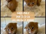 Gage - Maine Coon Kitten For Sale - 