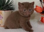 British Grant - British Shorthair Kitten For Sale - Empire State&comma; NY&comma; US