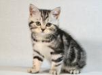 Scottish Silwa - Scottish Straight Kitten For Sale - Brooklyn&comma; NY&comma; US