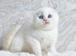 Scottish Jeff - Scottish Fold Kitten For Sale - Brooklyn&comma; NY&comma; US