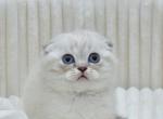 Scottish Jennifer - Scottish Fold Kitten For Sale - Brooklyn&comma; NY&comma; US