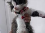 Kitten - American Longhair Kitten For Sale - Dearborn Heights&comma; MI&comma; US