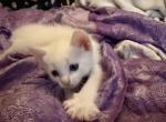 Luna - Siamese Kitten For Sale - Long Beach&comma; CA&comma; US