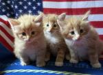 Foxy's - Norwegian Forest Kitten For Sale - Arpin&comma; WI&comma; US