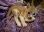 Chucky - Siamese Kitten For Sale - 