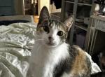 Mini - Domestic Cat For Sale - 