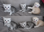 Scottish fold and straight - Scottish Fold Kitten For Sale - 