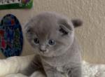 Boss - Scottish Fold Kitten For Sale - Bradenton&comma; FL&comma; US