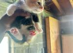 cookie - Domestic Kitten For Sale - 