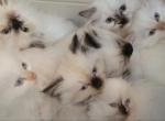 Himmy Persians - Himalayan Kitten For Sale - Metairie&comma; LA&comma; US