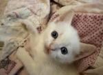 Sunny - Siamese Kitten For Sale - 
