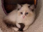TICA Bicolor Female Ragdoll Kitten - Ragdoll Cat For Sale - Saint Joseph&comma; MO&comma; US
