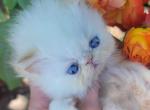 Miss Flame - Persian Kitten For Sale - Portland&comma; OR&comma; US